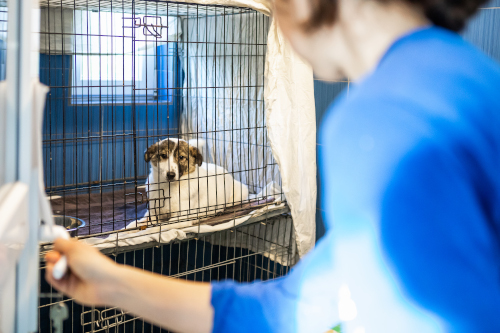 cane in gabbia di isolamento per cimurro