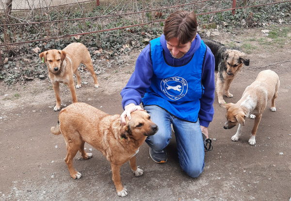 Sterilizzare è fondamentale per prevenire un’esplosione di cuccioli in Ucraina