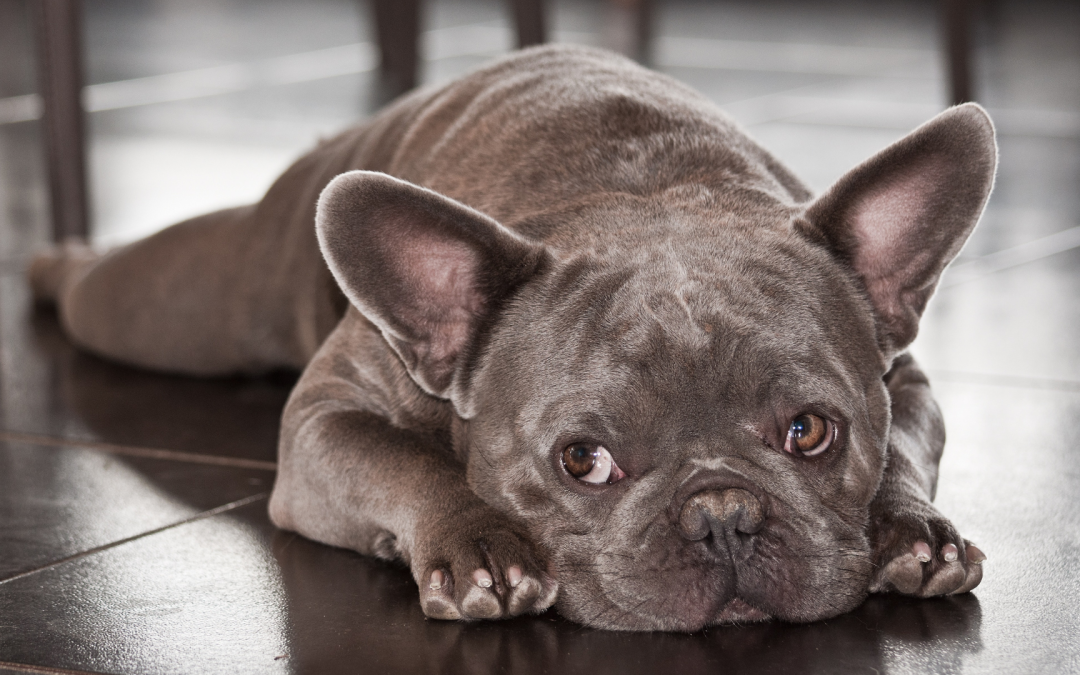 La moda degli animali brachicefali è pericolosa. L’appello di Save the Dogs