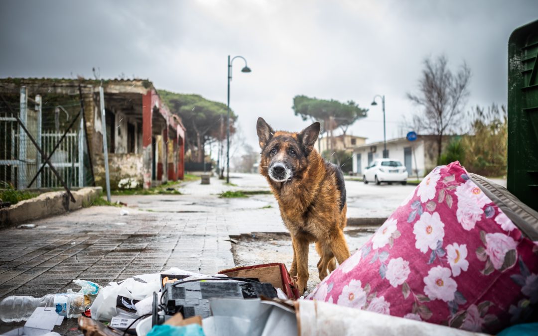 Calabria: developments in the new law regarding strays