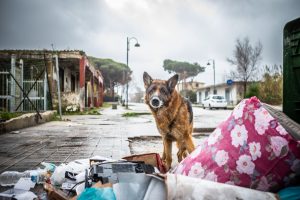 cane randagio in calabria cerca cibo in un cumulo di rifiuti