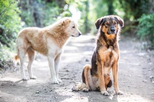 cani randagi in calabria seduti su strada sterrata