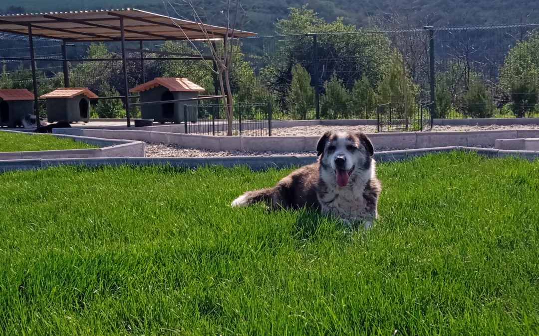 Completato lo spostamento dei cani anziani a Impronte Libere