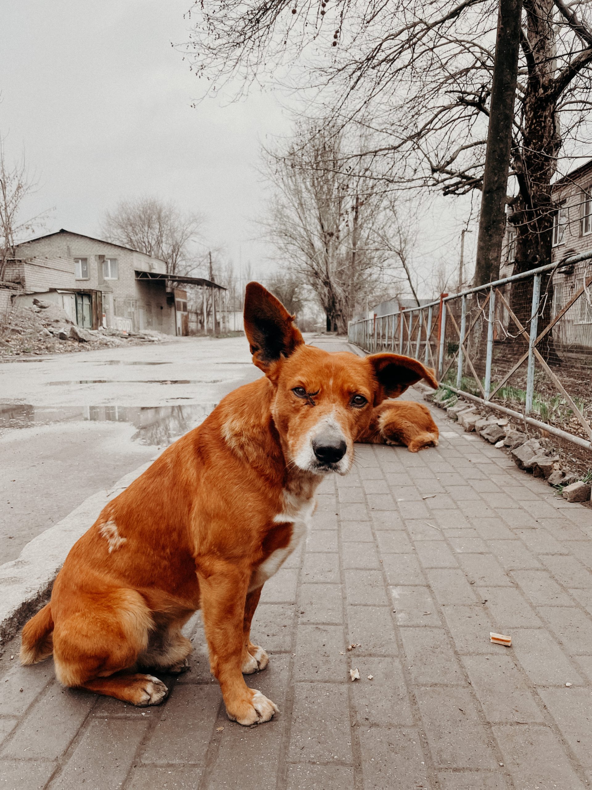 Gli animali sterilizzati in Ucraina si trovano nella zona di Odessa