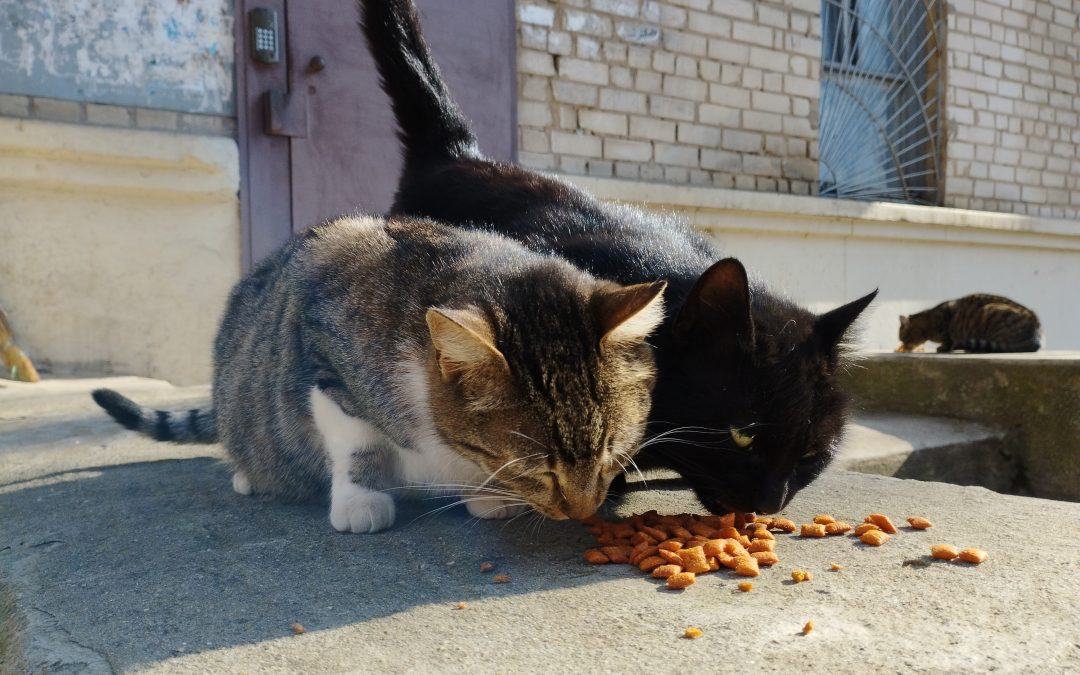 Ucraina: sterilizzati oltre 40 animali