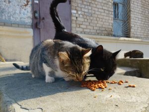 due gatti sterilizzati in ucraina mangiano del cibo da terra