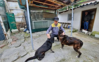 Cimurro: vaccinati 91 cani tra randagi e di proprietà
