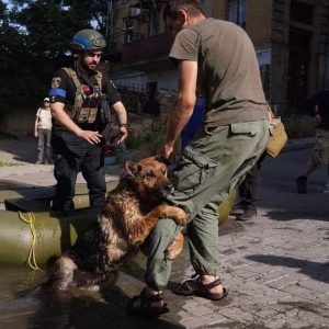 Il cane Baghira salvato dopo l'esplosione della diga di Kherson