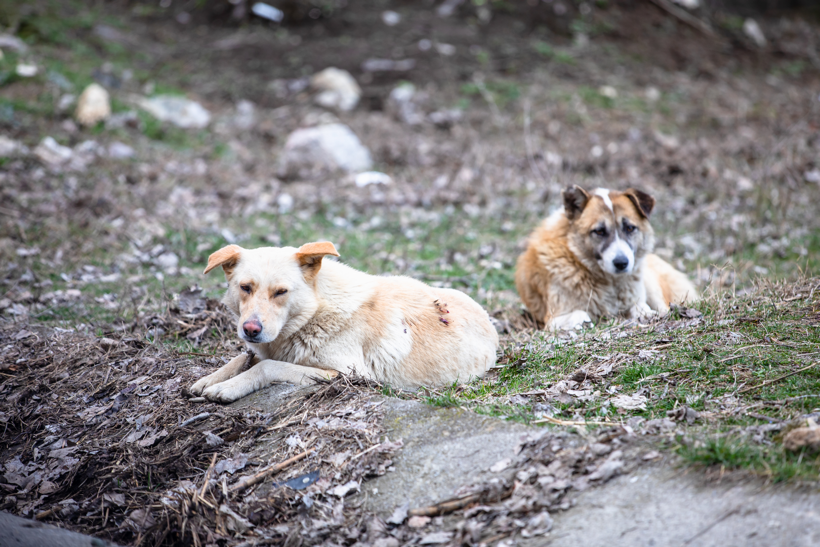 Two stray dogs in Cernavoda, Romania