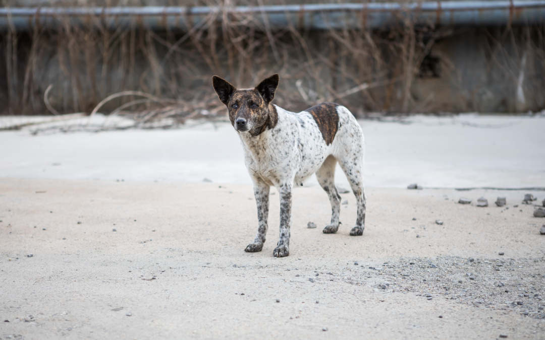 Monitoring strays for the planning of future activities. Our work in Cernavoda