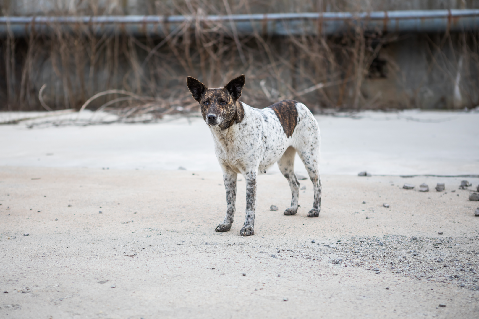 Monitoring strays for the planning of future activities. Our work in Cernavoda 