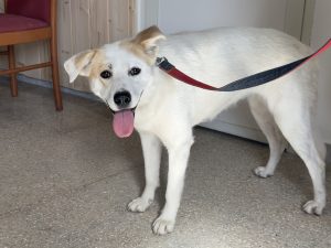 Uno dei cani portati al Rifugio del Cane San Francesco di Castel Volturno, in Campania, durante le giornate di sterilizzazioni