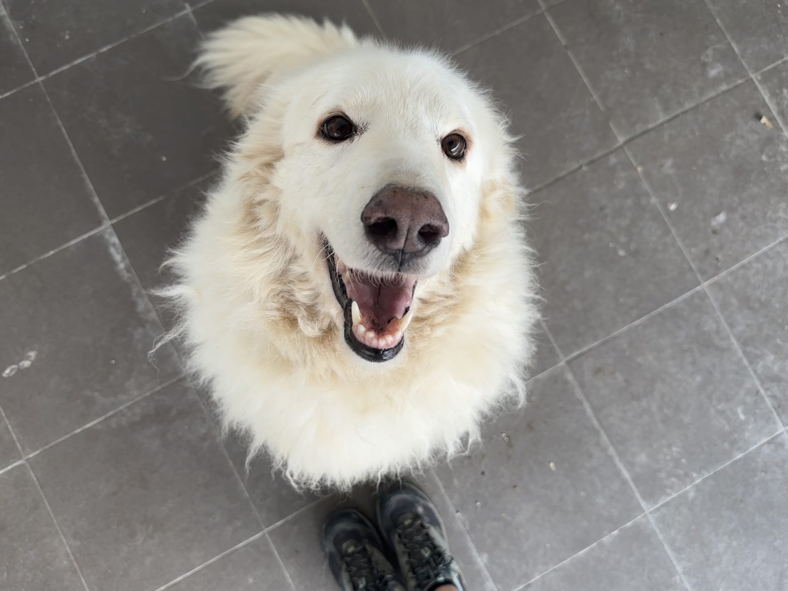 Bella, uno dei cani ospiti del Rifugio del Cane San Francesco