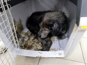 One of the animals saved in Kherson after the destruction of the dam
