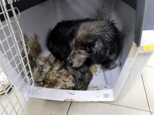 Uno degli animali salvati a Kherson dopo la distruzione della diga coperto di petrolio