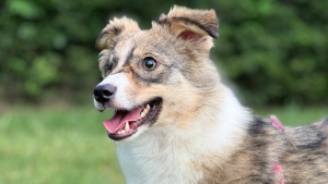 Impronte in Famiglia aiuterà i cani come Wendy a trovare più velocemente un'adozione