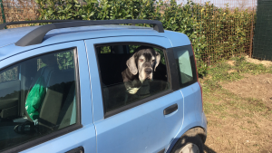 "In 2020 our situation became extremely complicated, and Betty and I found ourselves living together in a Panda"