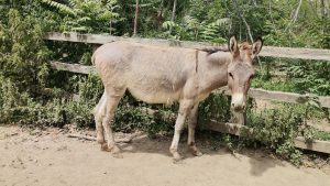 Bran is one of the two donkeys from Rasova