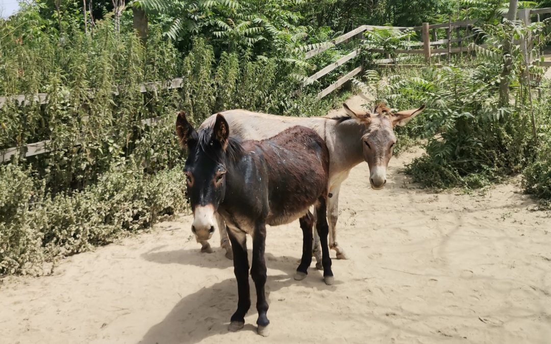 The story of Robb and Bran, the Rasova donkeys