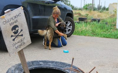 Ucraina. Sterilizzati più di 800 animali in quattro mesi