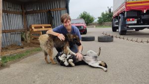 due animali cani sterilizzati in ucraina