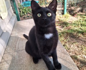 Duke, un de nos chats en attente d'adoption