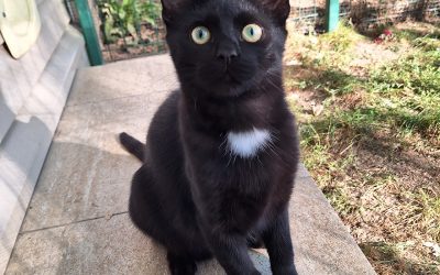 Cat motivation