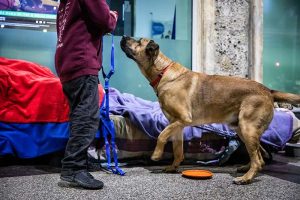 Il presidio fisso sarà fondamentale per poter garantire aiuti e assistenza ai cani dei senza fissa dimora e delle famiglie indigenti