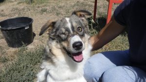 Il cane Wndy guarda in camera e sorride dopo essere stata adottata