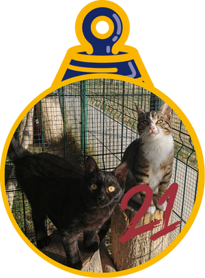 Anastasia e Amanda Pallina di Natale 2023 Save the Dogs