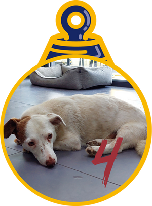 Belash Pallina di Natale 2023 Save the Dogs