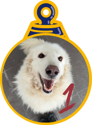 Bella Pallina di Natale 2023 Save the Dogs