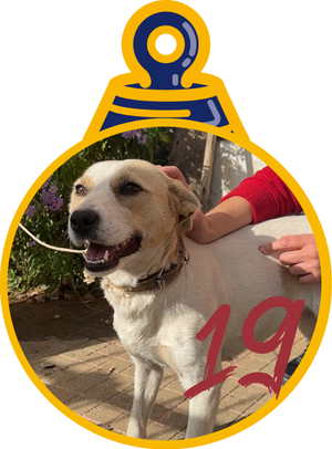 Chita Pallina di Natale 2023 Save the Dogs