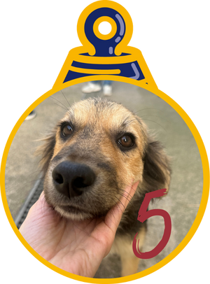Ciliegia Pallina di Natale 2023 Save the Dogs