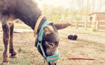 A final farewell to four of our oldest donkeys