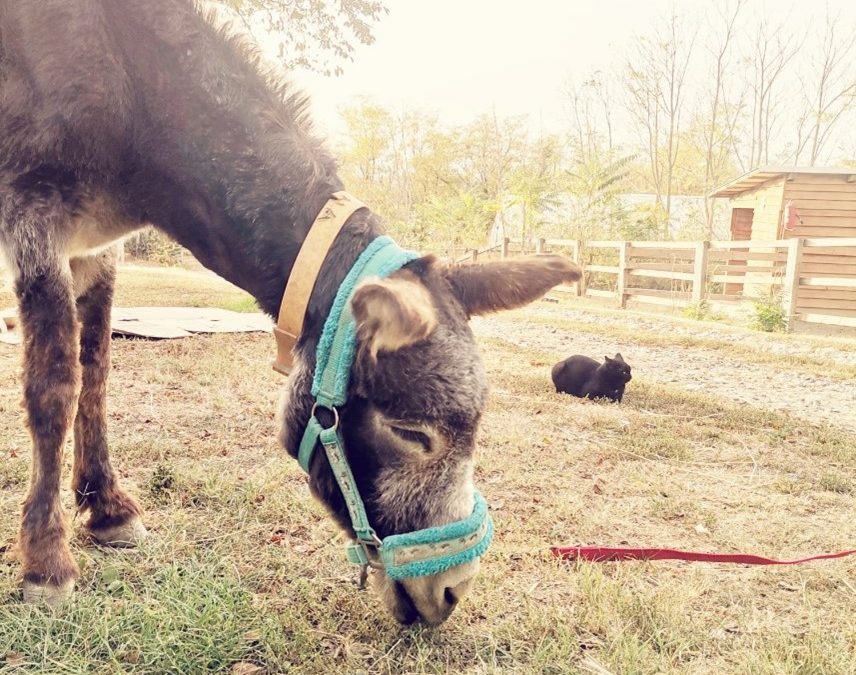 A final farewell to four of our oldest donkeys