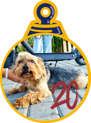 Fedya Pallina di Natale 2023 Save the Dogs