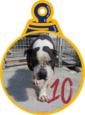 Fred e Ginger Pallina di Natale 2023 Save the Dogs
