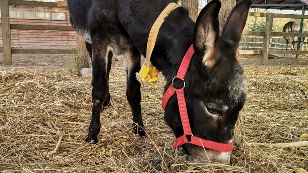 A final farewell to four of our oldest donkeys