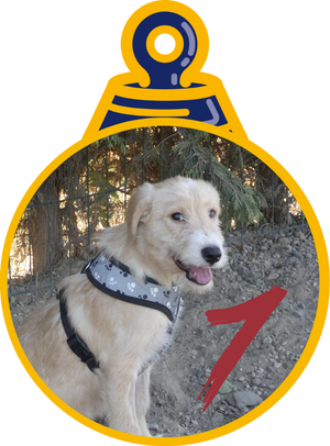 Jerome Pallina di Natale 2023 Save the Dogs