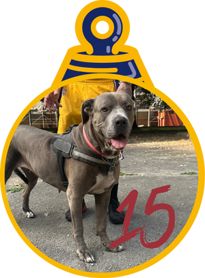 Marah e Thomas Pallina di Natale 2023 Save the Dogs