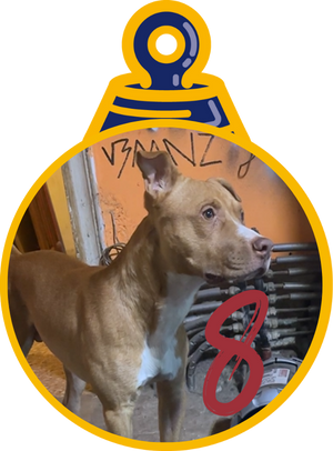 Paco Pallina di Natale 2023 Save the Dogs