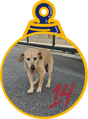 Pippo Pallina di Natale 2023 Save the Dogs