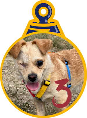 Teddy Pallina di Natale 2023 Save the Dogs