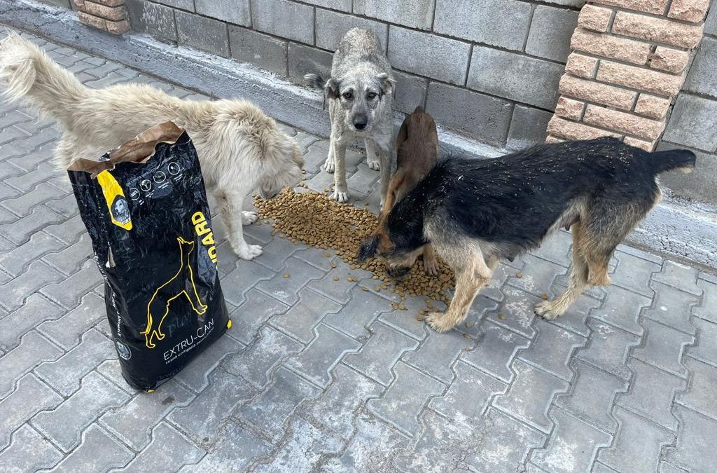 Save the Dogs’ work in Ukraine with Eurogroup for Animals