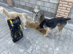 Save the Dogs and Eurogroup for Animals are coordinating their efforts to help stray dogs and cats in Ukraine