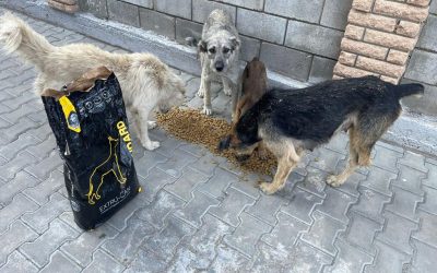L’impegno di Save the Dogs in Eurogroup for Animals per gli animali in Ucraina
