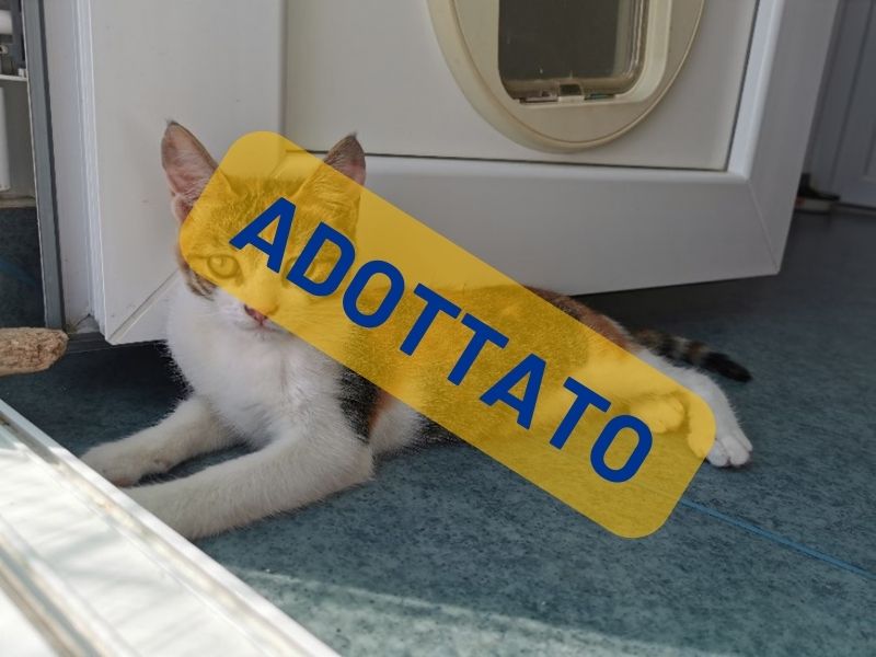 Vega gatto da adottare Save the Dogs