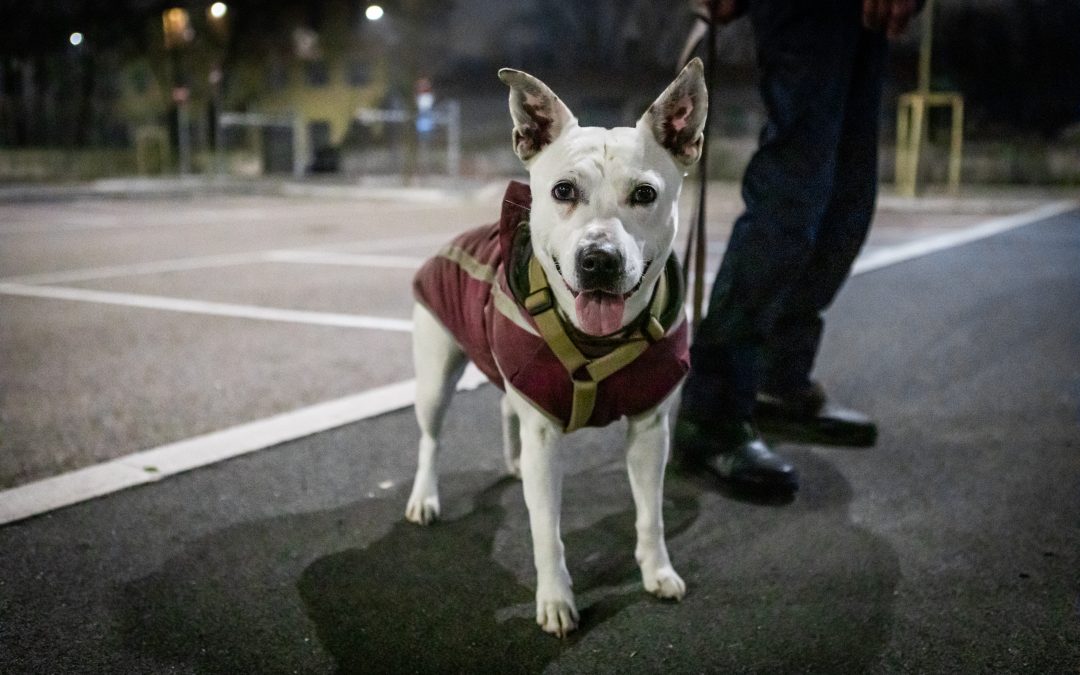 Nasce il primo presidio fisso per i cani dei senza fissa dimora