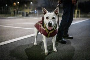 Nasce il primo presidio fisso per i cani dei senza fissa dimora